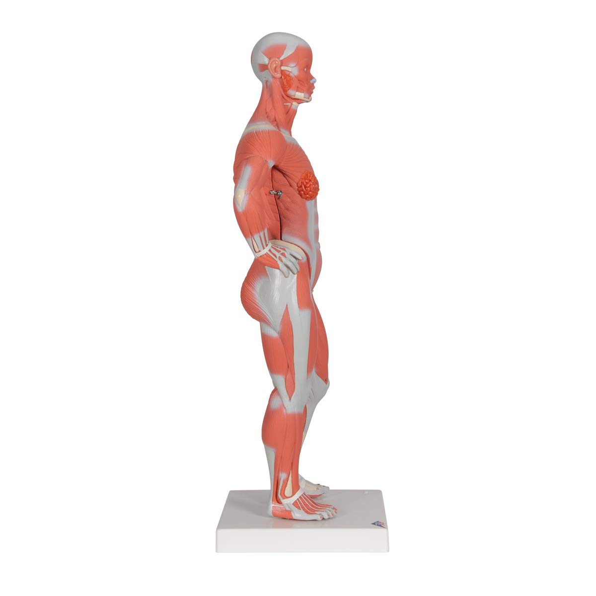 3B Scientific B59 Muscular Figure 1/3 life-size 2-part - 3B Smart Anatomy