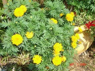 250 African Marigold Crackerjack Mix Tagetes Erecta Flower Seeds #TOP5