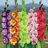 4: A Gladiolus le gusta ser genial y no resistente