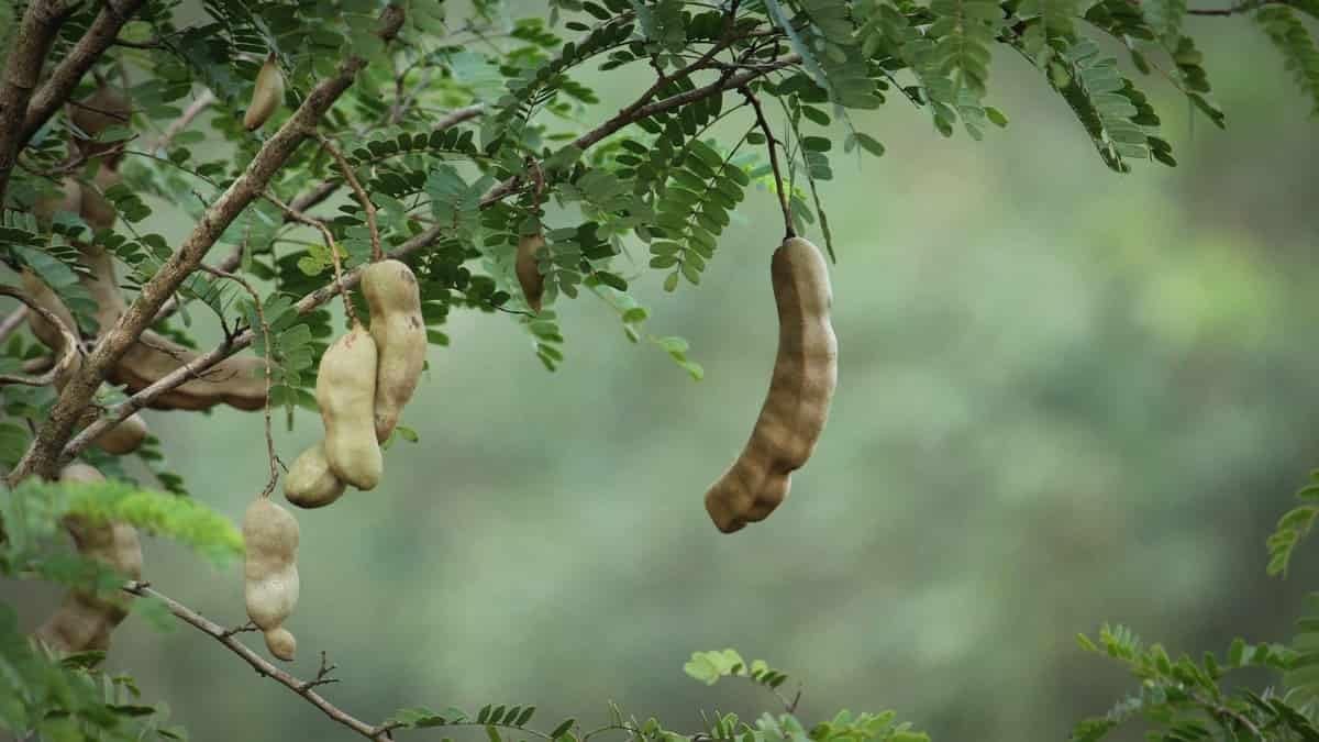 Pasta de tamarindo sin semillas, 454 g, bloque de fruta de tamarindo compacto 100% natural