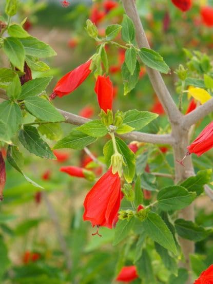 Sleeping/Red chilli Hibiscus (Mirchi Gudhal) plant (B0CPVNGD6H) Amazon Price History, Amazon Price Tracker