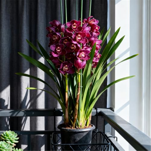 Rare Variety - Cold-Hardy Perennial Cymbidium Orchid - Cymbidium Orchid Rhizome - Desktop and windowsill Decoration/That Grow Fast/Golden Jade Carving/Garden-3 Roots-H