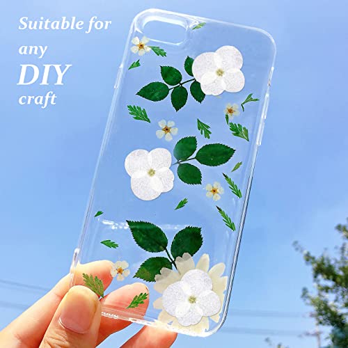 60 Flores Secas de Hortensia Blanca para Manualidades miniatura 5