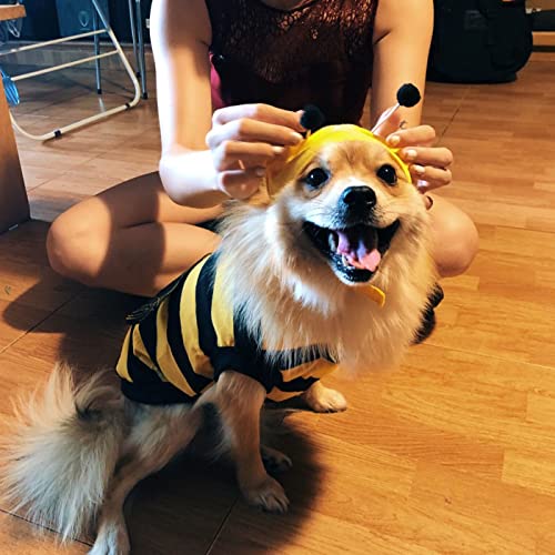 La historia de Nala con Cris Mon&eacute;