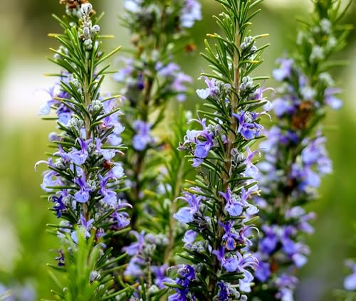 Image of Hidden Enterprise Rosemary Live Aromatic Herb Plant for Home Kitchen Garden Indoor Outdoor Balcony Terrace | Fresh Healthy Nursery Herb for Fragrance Gardening Natural Greenery and Everyday Home Use