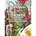 Stockrose Antwerp Hollyhock, farbenreiche einfach blühende Mischung, Samen