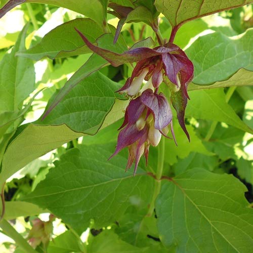 Leycesteria Formosa