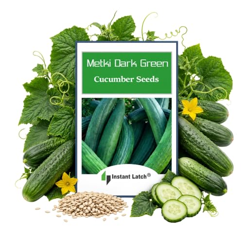 Instant Latch 50 Metki Dark Green Armenian Cucumber Seeds  Non-GMO  Fresh Garden Seeds
