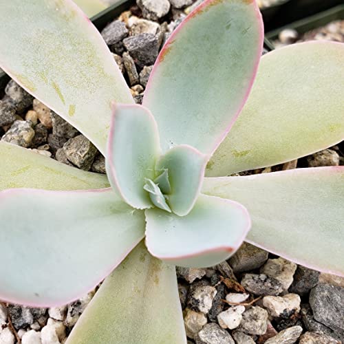 Echeveria Cante Cacti Cactus Succulent Real Live Plant #TOP3