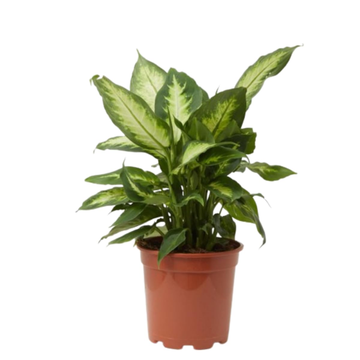 Verdecora Dieffembachia Camilla | Dumb Cane | Planta natural de interior en maceta 3L | Purifica el aire | Fácil de cuidar