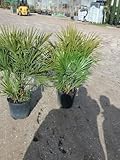 palma nana solgar amazon PALMA NANA NB: PER “FOTO REALE” SI INTENDE UNA FOTO REALMENTE SCATTATA IN VIVAIO; DIMENSIONI COLORI E ALTEZZA POTREBBERO SUBIRE PICCOLE VARIAZIONI IN BASE ALLA STAGIONE DI ACQUISTO.