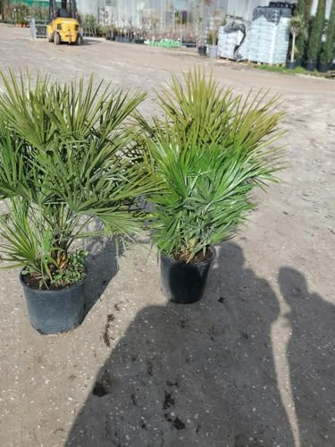 PIANTA DI CHAMEROPS UMILIS PALMA NANA VASO 28 CM ALTEZZA 100 CM (foto reali)