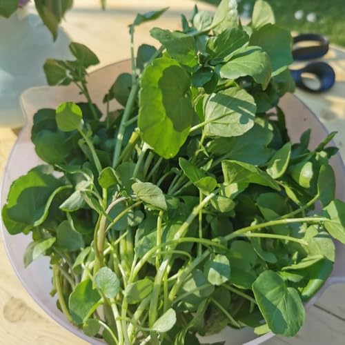 semillas de berro perenne, raras, resistentes exóticas para balcón interior 300pcs