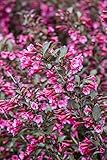 Weigela florida 'Alexandra' 40–60 cm – Winterhart Mehrjährig Pflegeleicht – Rosa Weigelie – Zierstrauch für Garten & Beet