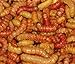 Elliot's Butterworms Live Butter Worms for Reptile Food and Fishing Bait (50 count)