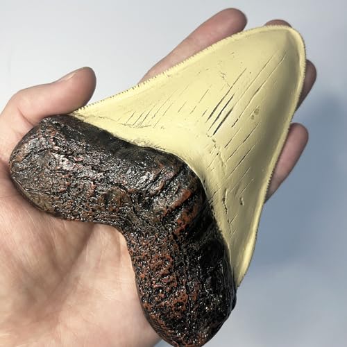 Image of Carcharodon Megalodon Tooth Replica with Serration-Shark Teeth Fossil Collection,5.1 inches (Yellow)
