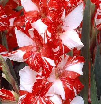 5 simplemente hermosa floración bombillas Gladiolos Zizane extragrande bombillas planta Start Gladiolos