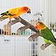 LZMDISU Papageien-Holzständer, 31,8 cm Länge, natürliche Vogelleiter für kleine, mittelgroße Papageien, Sittiche, Nymphensittiche, Eschenholz, Braun Grau