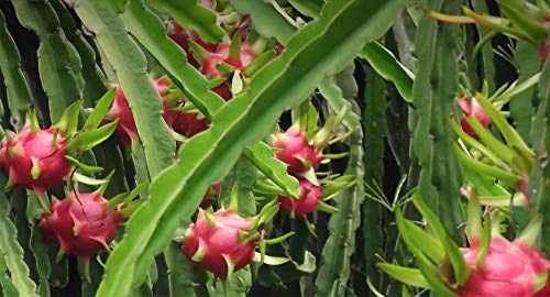 Dragon Fruit Tree On A Trellis - Live Plant In A 3 Gallon Pot - Hylocereous Undatus - Edible Tropical Fruit Plant #TOP5