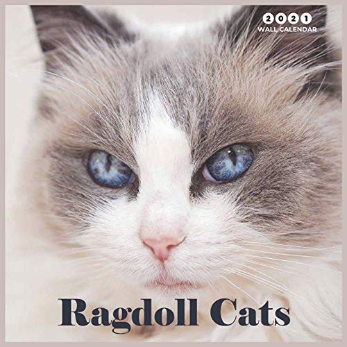 Télécharger Ragdoll Cats 2021 Wall Calendar: Beautiful Ragdoll Cats - 2021 Calendar 8.5