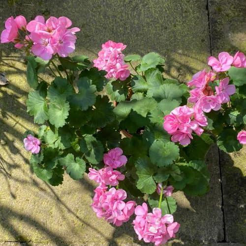 semillas de geranio colgante macizo de con semillas orgánicas pelargonio primavera, silvestres jardín, 20pcs