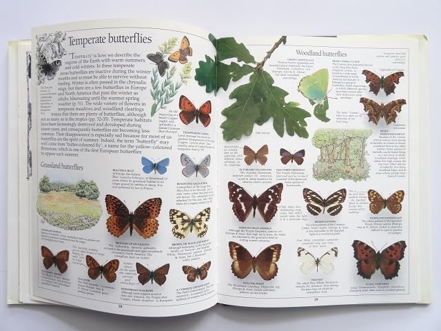 蝶　蛾　図鑑　洋書　バタフライ　Butterflies Moths 洋書◇蝶と蛾の写真集 本 図鑑 チョウ ガ 蝶々 | 洋書堂