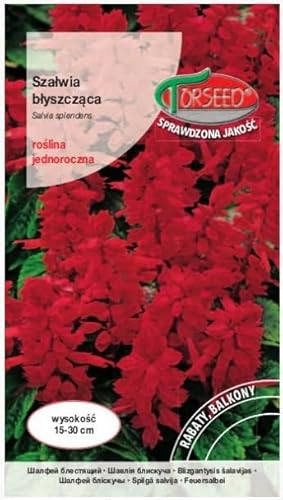 Verdica Glänzender Salbei Salvia splendens Samen – Lebendige rote einjährige Blüten, perfekt für Beete & dekorative Töpfe, widerstandsfähig & schädlingsresistent, zertifizierte Qualität (0,5 Gramm)