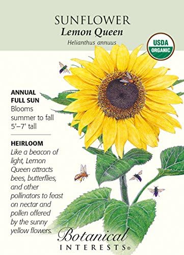 Lemon Queen Sunflower Seeds - 2 grams - Organic by Hirts: Seed; Sunflower