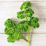 petersilie gartenkräute petersiliensamen bio kräutergarten alte gemüsesorten 1500pcs