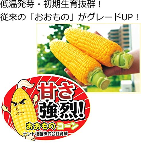 Amazon.co.jp: トウモロコシ 種子 スイートコーン おおもの83