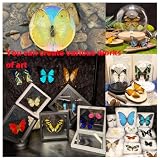 Real Butterfly Specimens, Butterfly Specimens of Different Colors and Styles, Used for Butterfly Frame Materials, Animal Specimens, DIY Decorations Handmade Artworks and Science Education(15)
