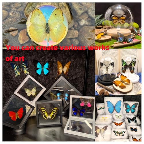 Real Butterfly Specimens, Butterfly Specimens of Different Colors and Styles, Used for Butterfly Frame Materials, Animal Specimens, DIY Decorations Handmade Artworks and Science Education(15)
