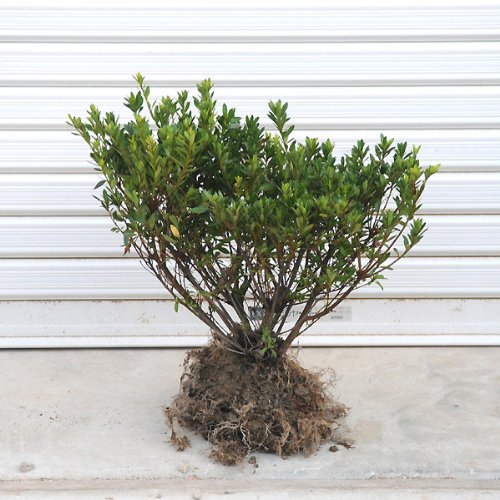 最終値下げ！　皐月　さつき　大盃　鉢植え　幹の根元にウロ、鉢の３箇所にヒビあり 一点物 匠の盆栽】皐月 大杯の盆栽を販売｜盆栽妙 – 盆栽妙 本店