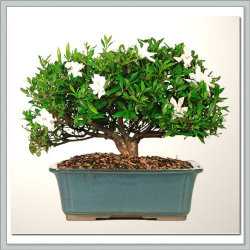 Nursery Direct Gardenia Bonsai III from Joebonsai