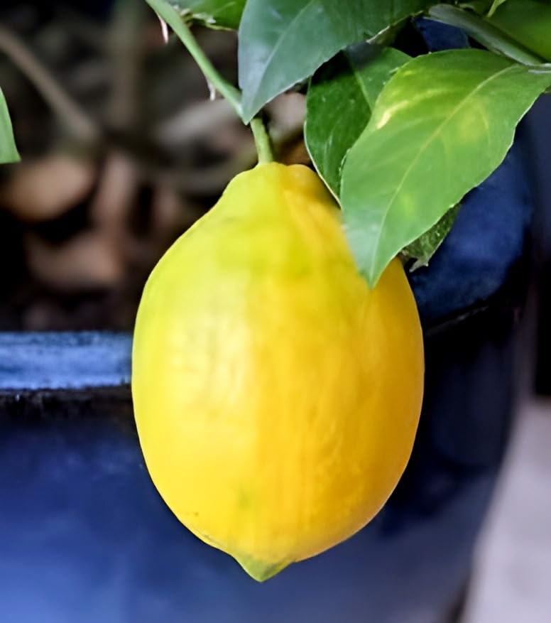Original Dwarf (MEYER LEMON) Fruits Plant,Tasty Tropical Fruit Fo...