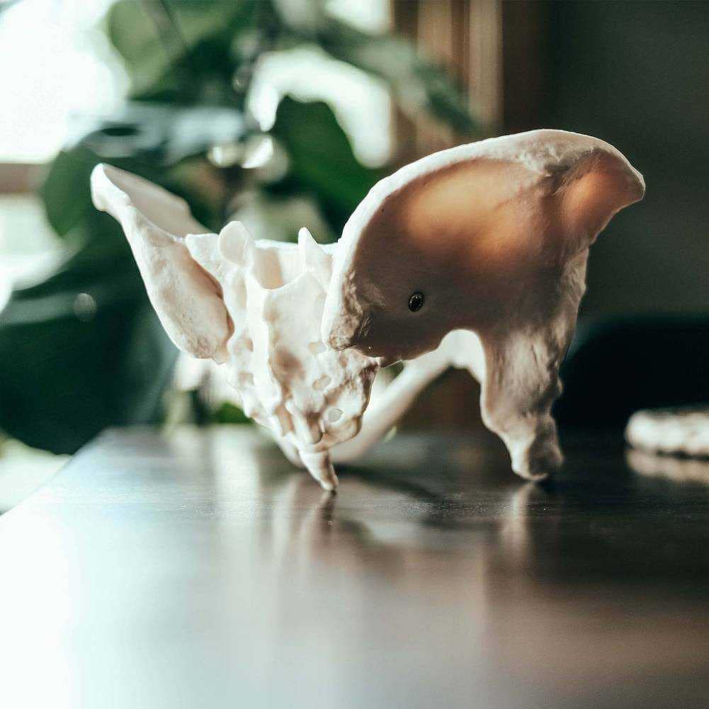 Naturalny rozmiar żeński model miednicy-Model biodra-żeński model anatomiczny, model miednicy kości biodrowej żeński model anatomiczny