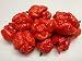 Trinidad Moruga Scorpion 6 Dried Peppers