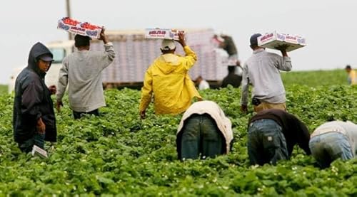 H-2A Program Sparks Debate in California's Farming Communities