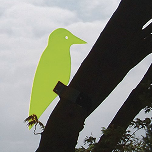 Birdi fluorescenti Ender decorazione a forma di