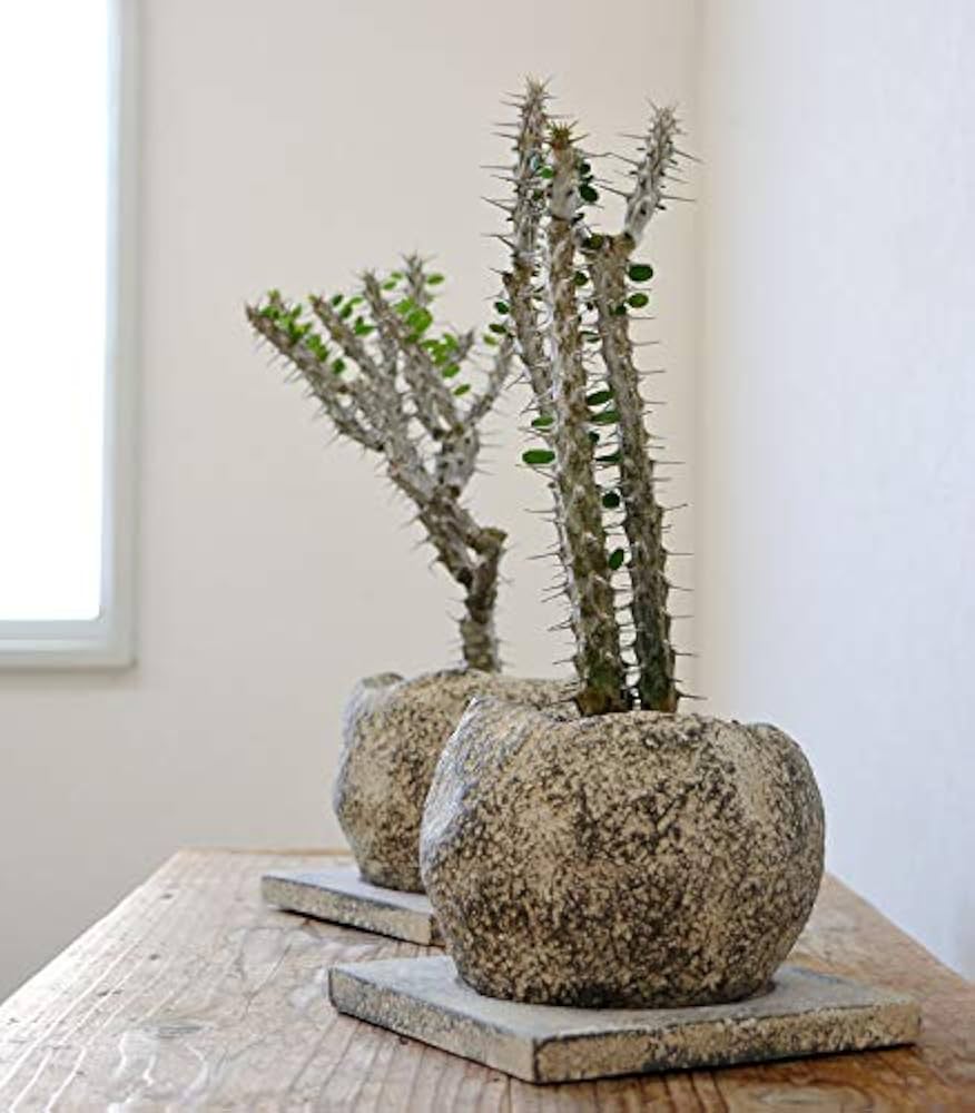 アローディア　サボテン 高さ約100cm ブラウン鉢 Amazon｜観葉植物 本物 アローディア プロセラ 亜竜木 ビザール