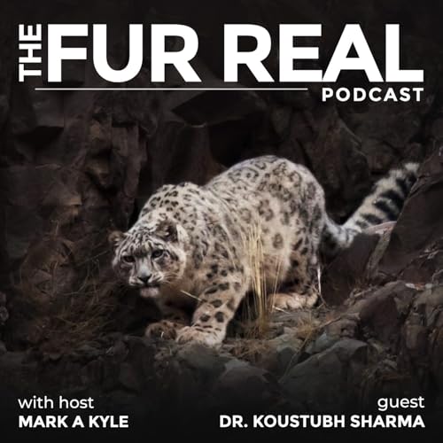 "SNOW LEOPARDS the GHOSTS OF THE MOUNTAINS" with Dr. Koustubh Sharma