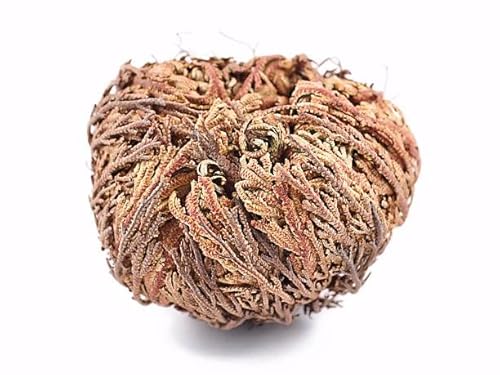Yerbero - Jumbo Rose Of Jericho Dried Flower 3.5'' - 6'' | Selaginella Lepidophylla | Resurrection Plant | Jumbo Size Dried Rose | Abundance, Prosperity, Sacred Rose, Doradilla Plant | 3.5'' - 6'' #TOP7