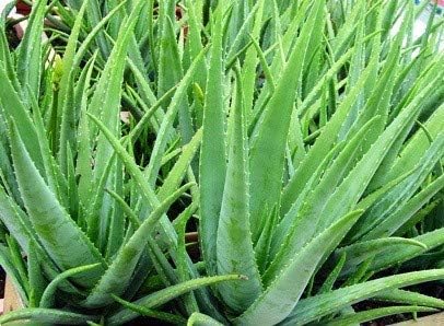 Aloe Vera Medicinal Live Plant with Black Nursery Pot, Medicinal Plants, Plant for Home, Ayurvedic Medicinal Plant, Herbal Plant, Indoor & Outdoor (1)-image-35