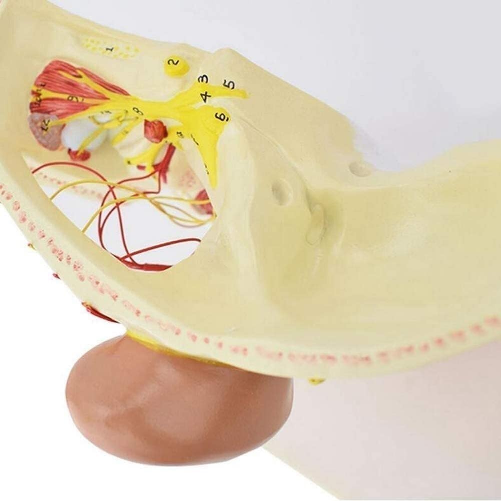 Model nerwów głowy człowieka, anatomia czaszki i układu nerwowego, model anatomii twarzy, model dwunastu par nerwów czaszkowych, do celów dydaktycznych.