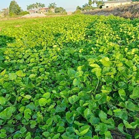 100pcs Green Centella asiatica Plant Seeds