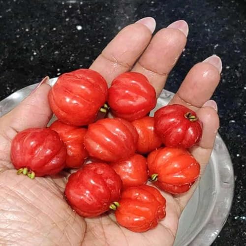 Image of IXORA Surinam Cherry Cherries Variety Fruit (Air Layering /Grafted) Live Plants & Tree (1-2 Feet Size)