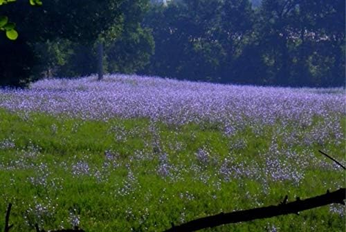 Miniatura 2 de Semillas de parcela de achicoria (1, 20 libras)