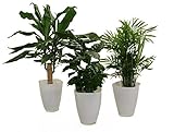 Dominik Blumen und Pflanzen, Carribean-Set, Dracena fragans, Kaffee-Pflanze mit Zimmerpalme und Dekotopf, weiß