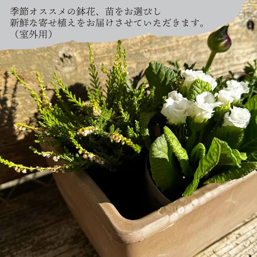 Amazon｜季節の寄せ植え 立性 スクエア イタリア製テラコッタ鉢