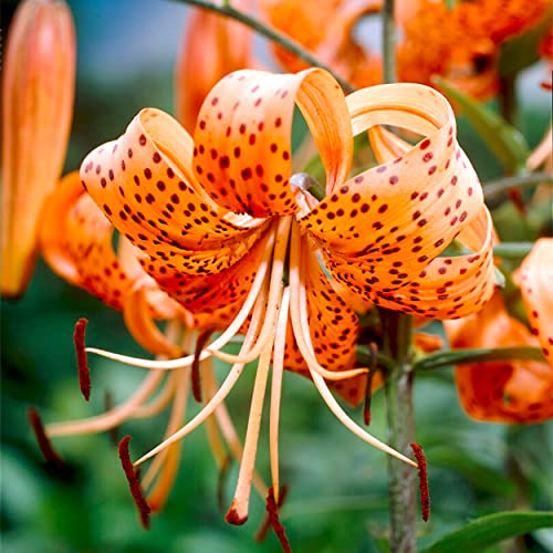 Garden State Bulb Splendens Tiger Lily Flower Bulbs 14/16cm Spring Planting (Bag of 30)